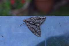Thera cupressata