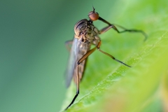 Empis livida