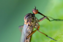 Empis livida