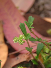 Xanthosia tridentata