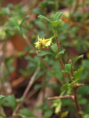 Xanthosia tridentata