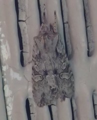 Lithophane disposita