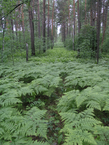 pinewood bracken