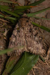 Amphipyra effusa