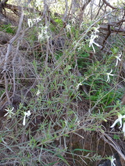 Anthocercis angustifolia