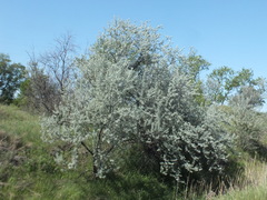 Elaeagnus angustifolia