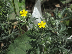 Potentilla argentea