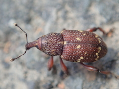 Hylobius transversovittatus