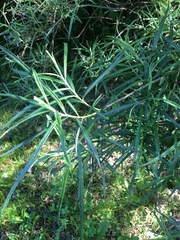 Hippophae rhamnoides