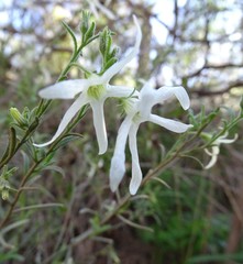 Anthocercis angustifolia