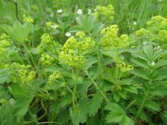 Alchemilla lindbergiana