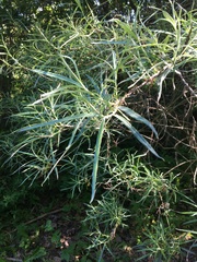 Hippophae rhamnoides