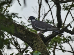 Columba palumbus