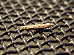 Ceromitia leptosticta