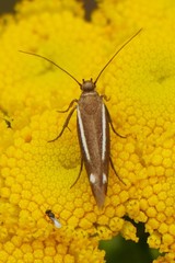 Scythris knochella