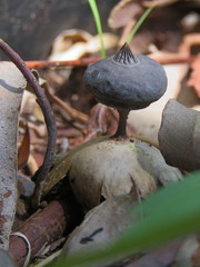 Geastrum tenuipes