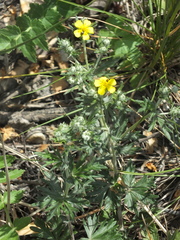 Potentilla argentea