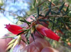 Stenanthera conostephioides