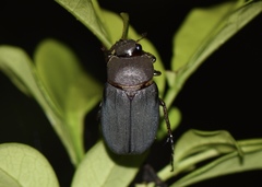 Holotrichia