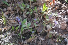 Pulmonaria saccharata