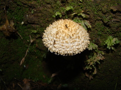Lacrymaria asperospora