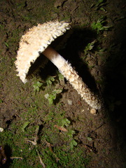 Lacrymaria asperospora