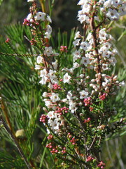 Epacris microphylla