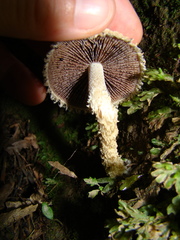 Lacrymaria asperospora