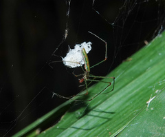 Tetragnatha hasselti