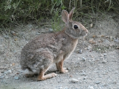 Sylvilagus floridanus