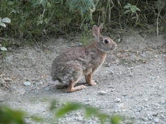 Sylvilagus floridanus
