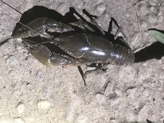 Fallicambarus houstonensis