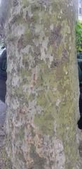 Platanus