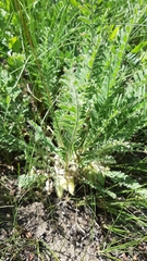 Astragalus buchtormensis