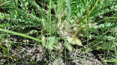 Astragalus buchtormensis