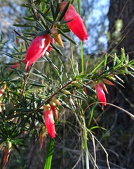Stenanthera conostephioides
