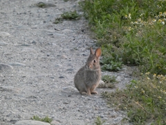 Sylvilagus floridanus