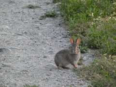 Sylvilagus floridanus