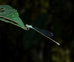 Aciagrion pallidum