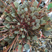 Claytonia rubra - Photo (c) Mike Splain,  זכויות יוצרים חלקיות (CC BY-ND), הועלה על ידי Mike Splain