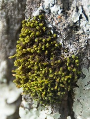 Ulota crispula