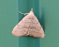 Pechipogo strigilata