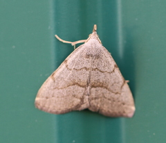 Pechipogo strigilata