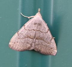 Pechipogo strigilata