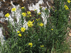 Erysimum odoratum