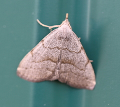 Pechipogo strigilata