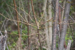 Aurantioporthe corni