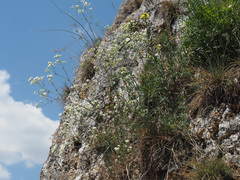 Galium glaucum