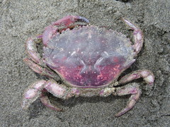 Platyxanthus orbignyi