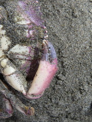 Platyxanthus orbignyi